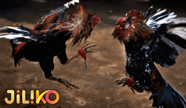 JILIKO Cockfighting Live Streaming